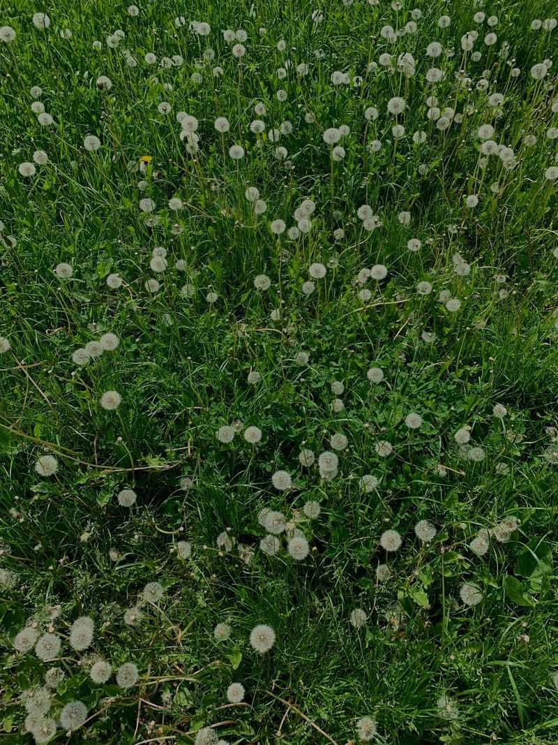 More Weeds