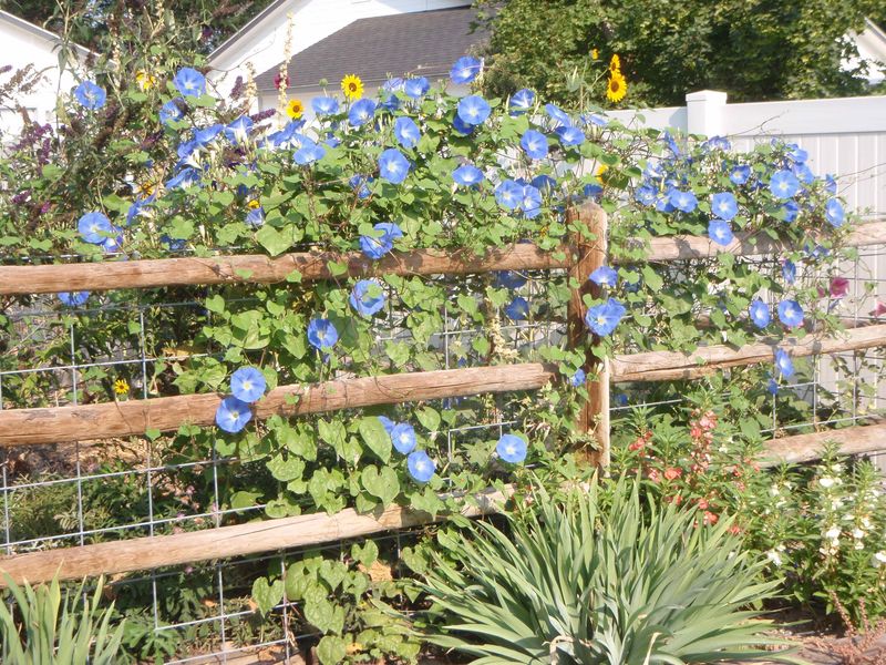 Morning Glory Can Become A Summer Tangle Morning Glory Can Become A Summer Tangle