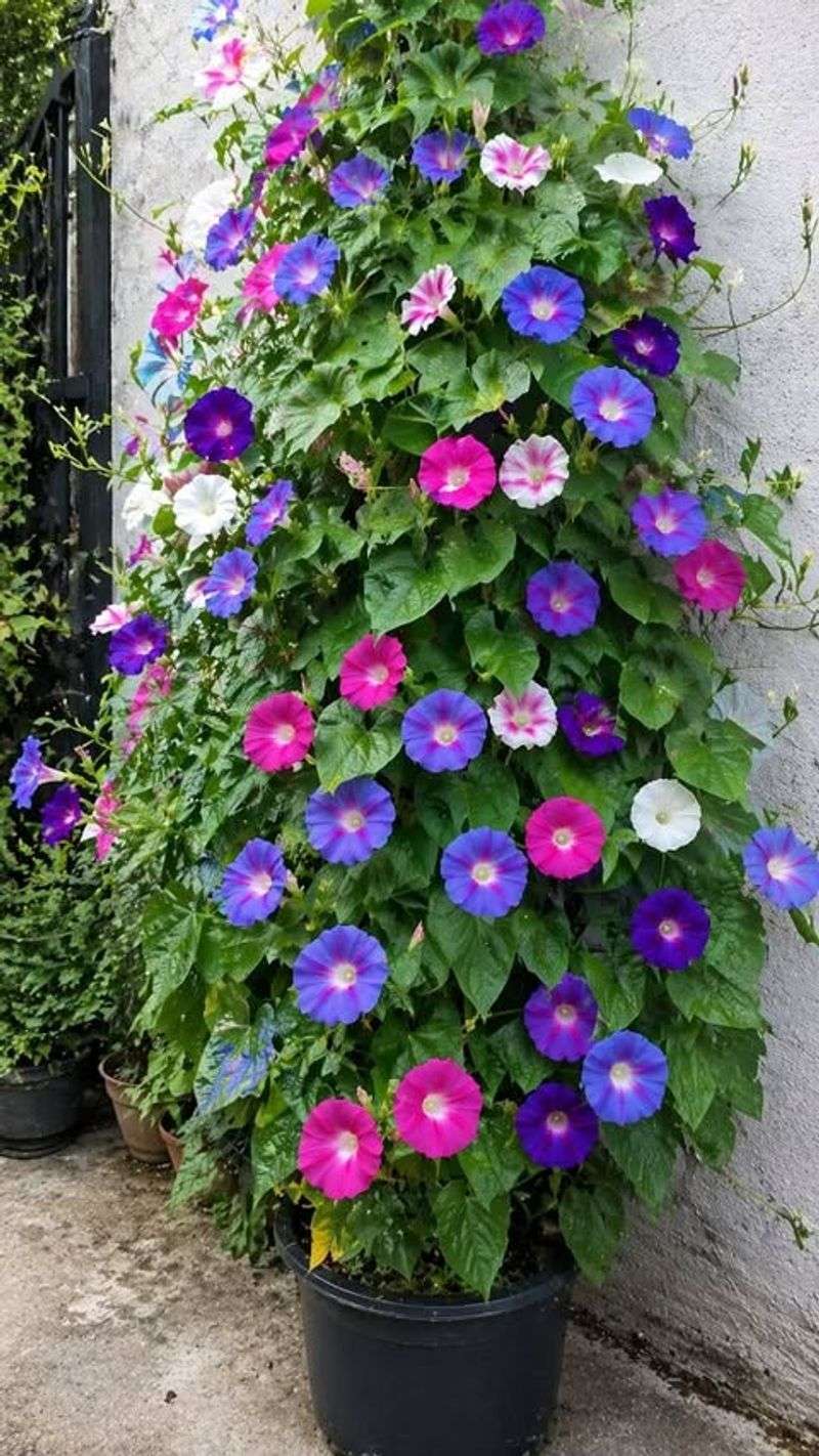 Morning Glory