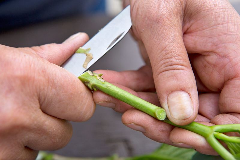 Morning Harvest Gives Your Cuttings A Head Start
