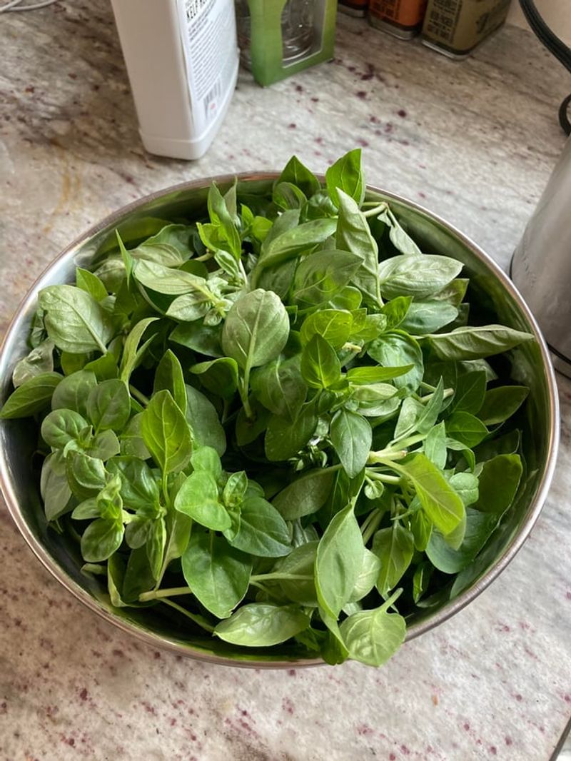 Morning Harvesting Helps Leaves Stay More Flavorful