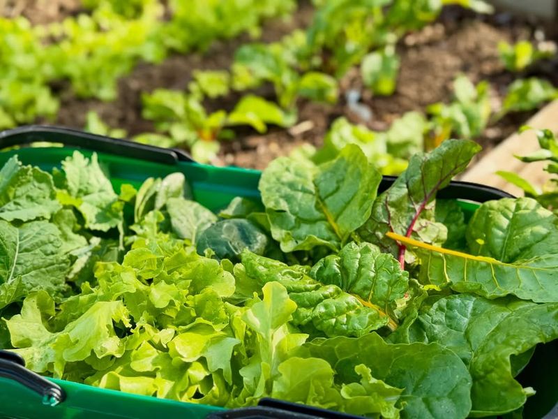 Morning Harvests Help Greens Stay Crisp Longer