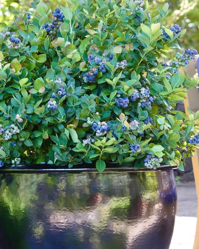 Morning Soil Moisture Influences Berry Development Morning Soil Moisture Influences Berry Development