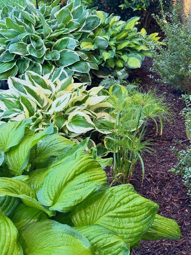 Morning Sun And Afternoon Shade Create Fuller Michigan Hostas Morning Sun And Afternoon Shade Create Fuller Michigan Hostas