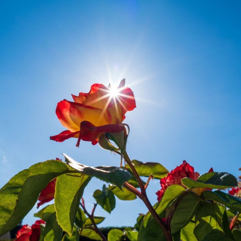 Morning Sun Exposure