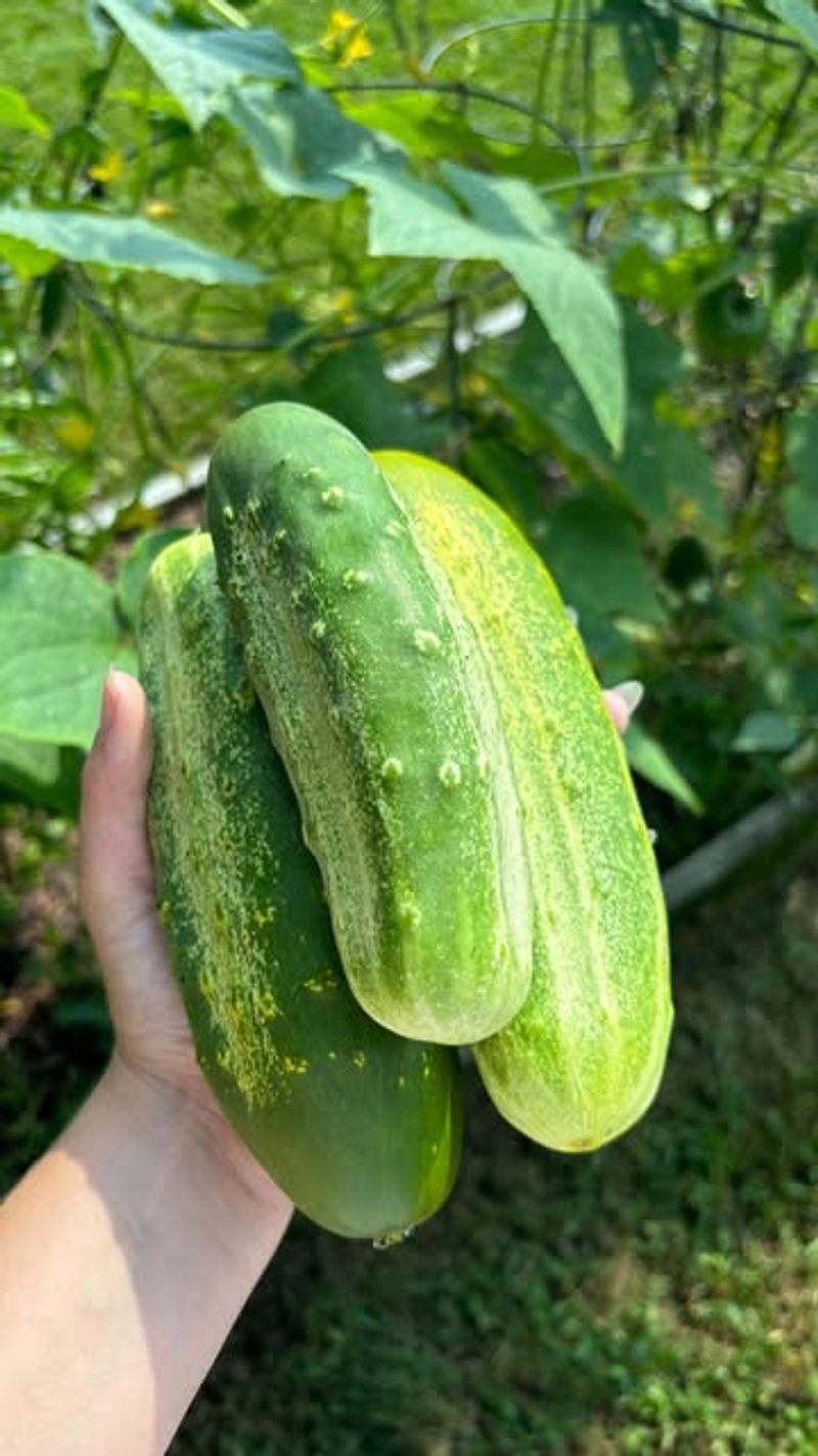 Morning Sun Gardens Help Cucumbers Dry Faster After Rain