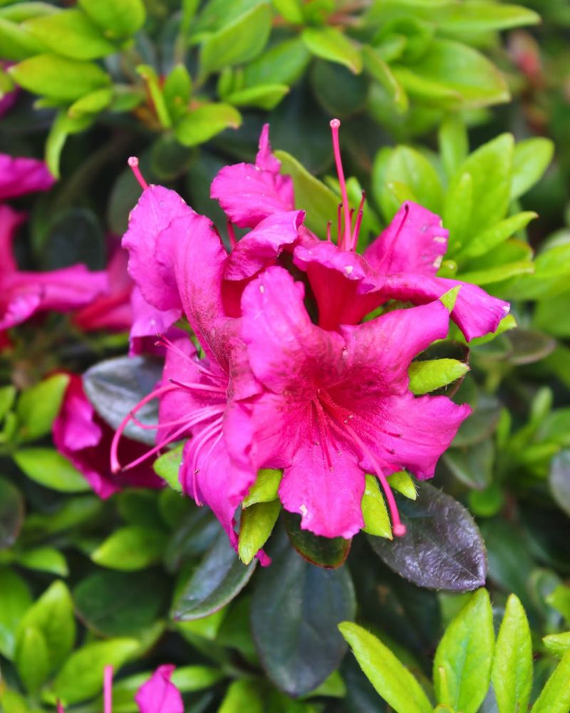 Morning Sun Helps Azaleas Recover Better After Blooming