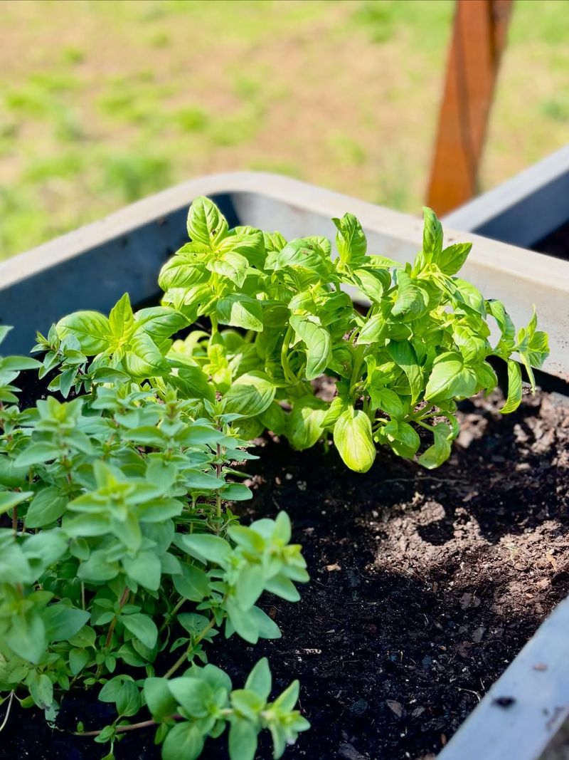 Morning Sun Helps Basil Stay Full And Productive