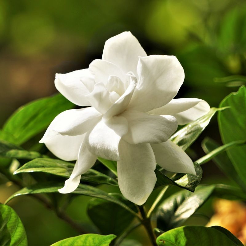 Morning Sun Helps Blooms Morning Sun Helps Blooms