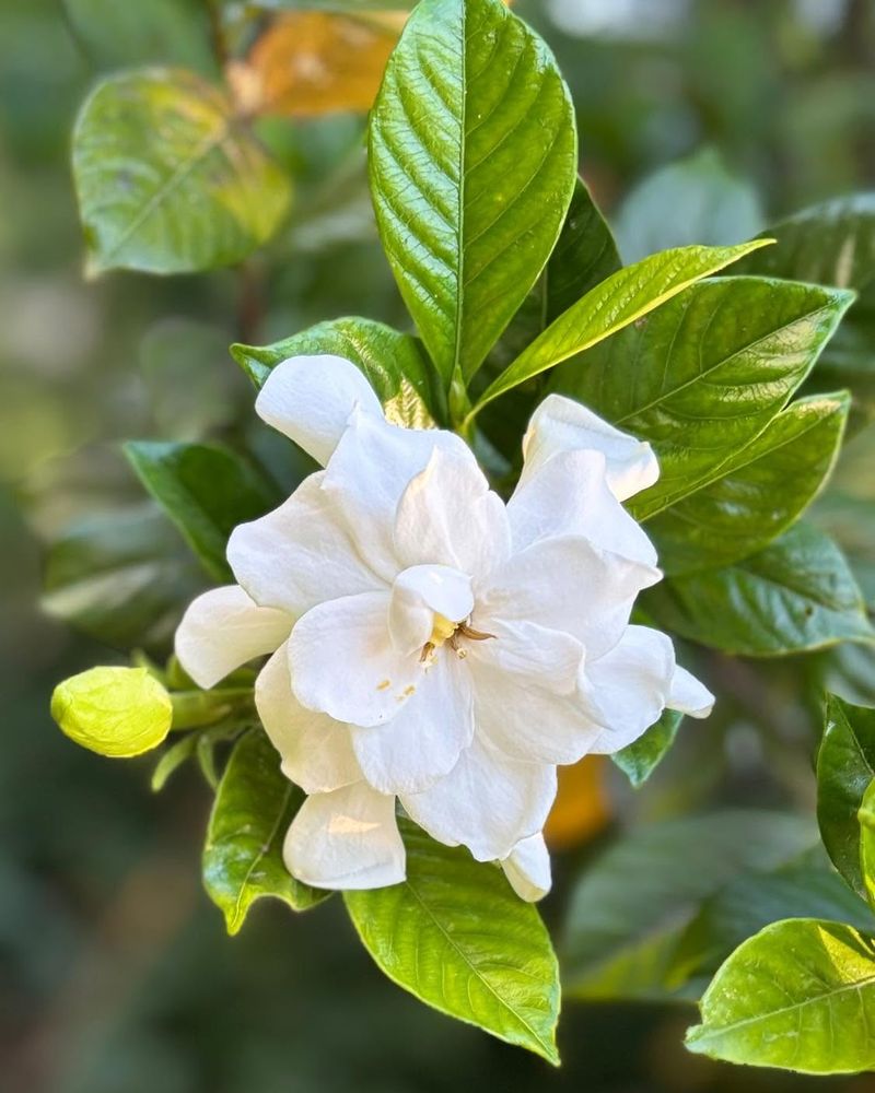 Morning Sun Helps Gardenias Bloom Better