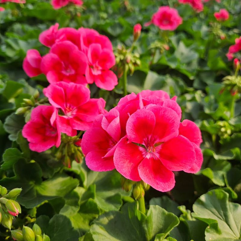 Morning Sun Helps Geraniums Handle Rising Temperatures