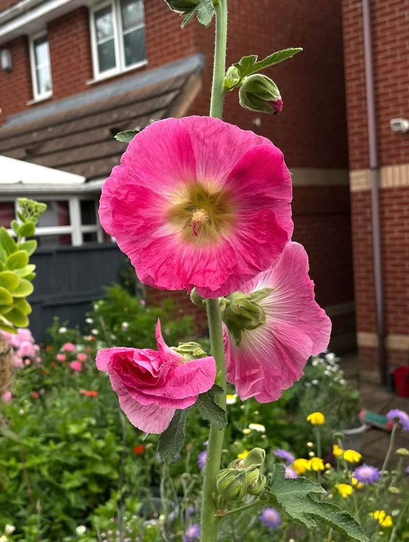 Morning Sun Helps Hollyhocks Handle Heat Better