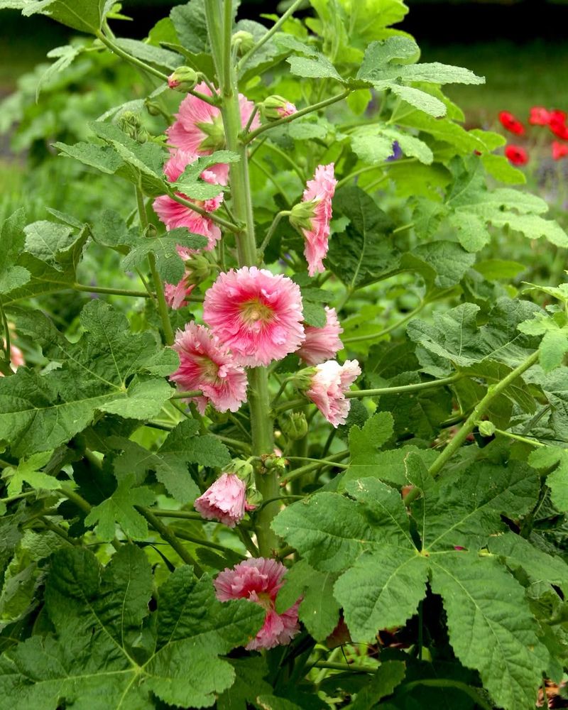 Morning Sun Helps Hollyhocks Produce Better Blooms