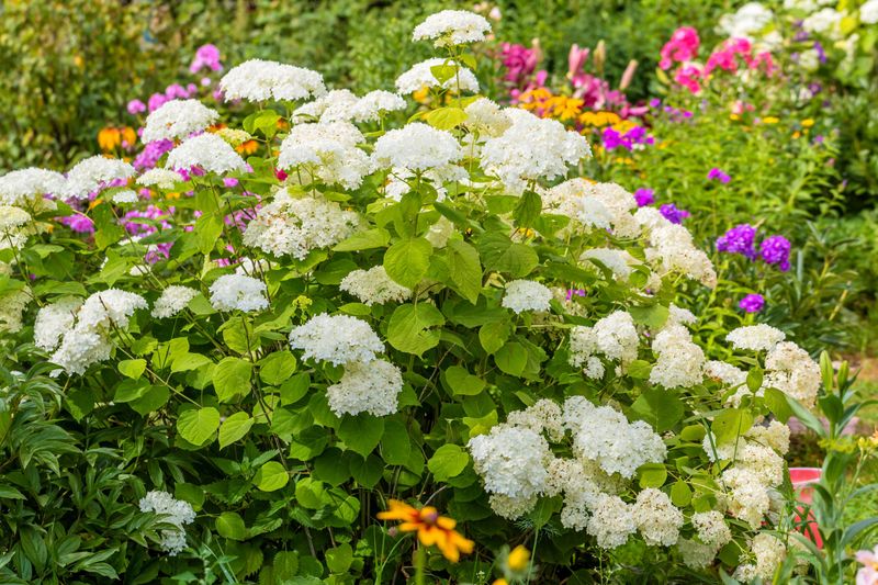 Morning Sun Helps Hydrangeas Bloom Longer In North Carolina Morning Sun Helps Hydrangeas Bloom Longer In North Carolina