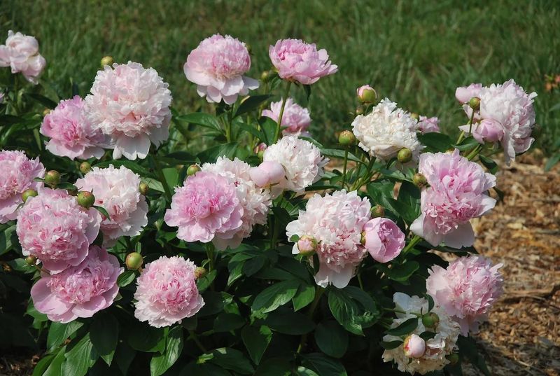 Morning Sun Helps Peonies Produce Better Flowers