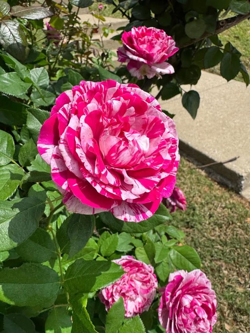 Morning Sun Helps Roses Produce Better Blooms