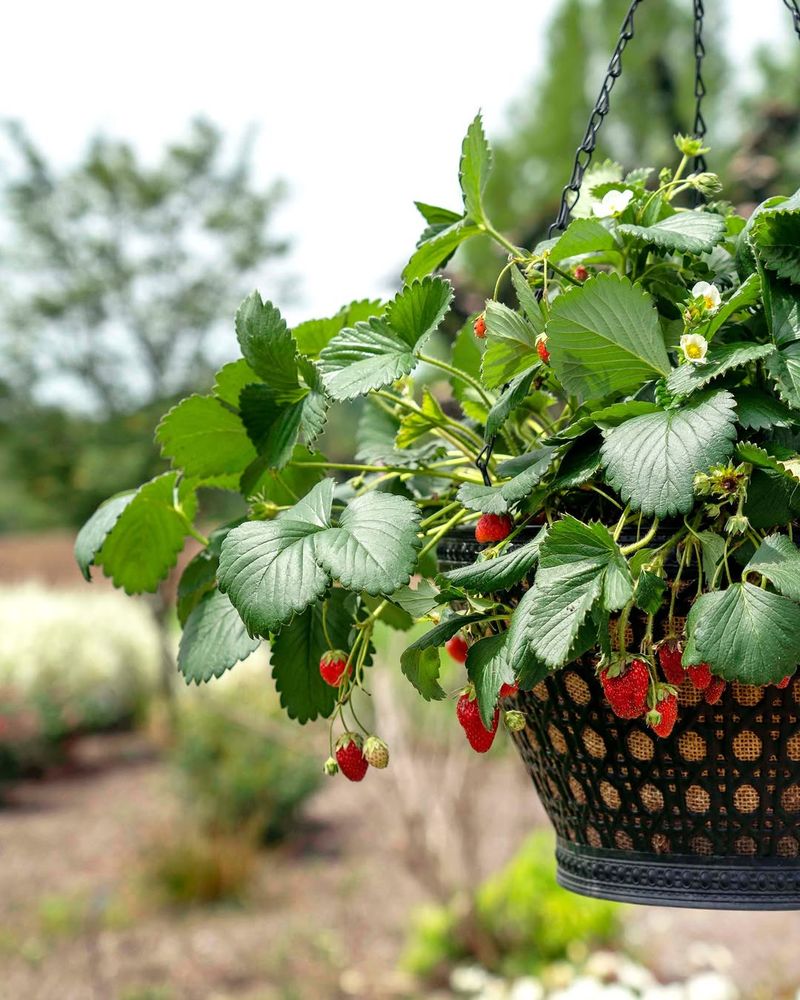 Morning Sun Helps Strawberries Handle Intense Afternoon Heat