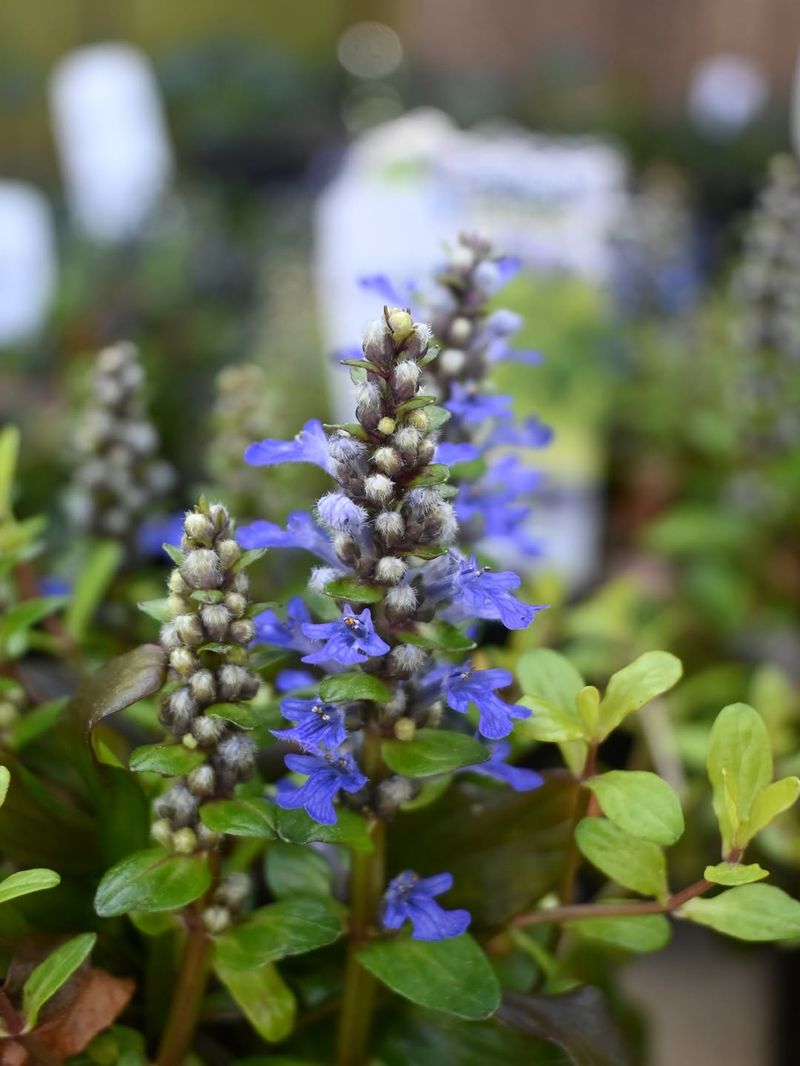 Morning Sun Leads To More Colorful Spring Blooms