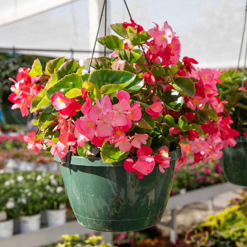 Morning Sun Usually Keeps Begonia Flowers Looking Better Longer