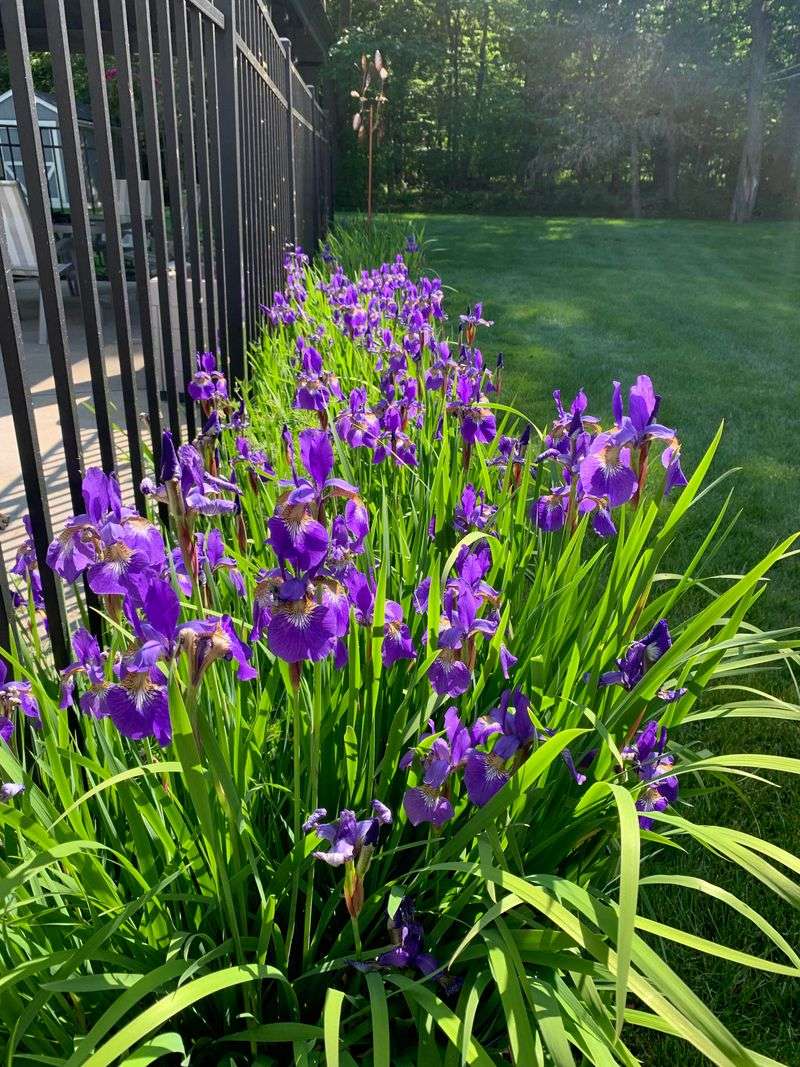Morning Sun Usually Leads To Stronger Spring Flowers
