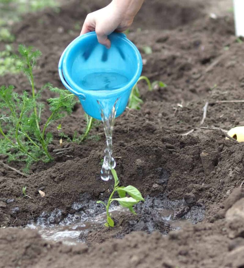 Morning Watering Reduces Stress During Humid Summer Weather