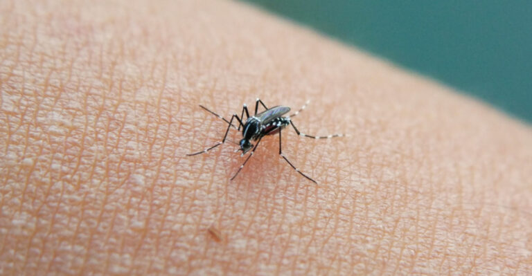 Mosquitoes Avoid These Plants And Maryland Gardeners Can’t Get Enough Of Them