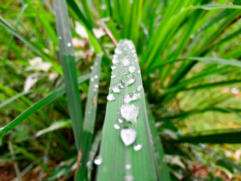 Mosquitoes Do Not Like It But-You'll Love It.