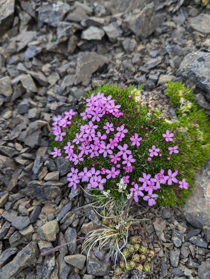 Moss Campion