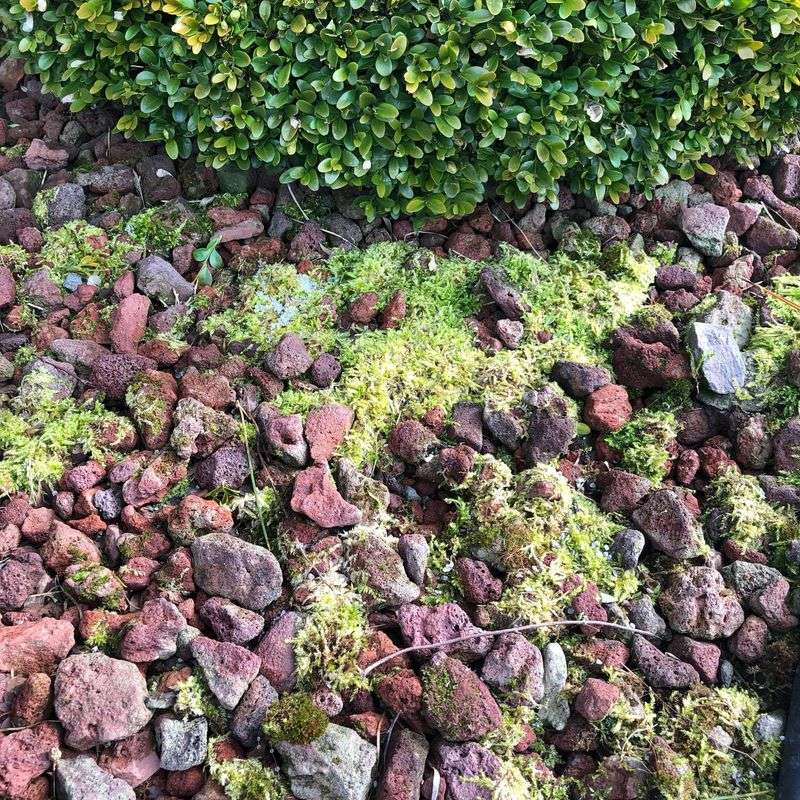 Moss Grows Thick Across Garden Beds Moss Grows Thick Across Garden Beds