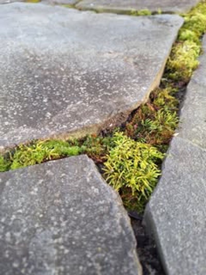 Moss Holds Moisture Between The Rocks Moss Holds Moisture Between The Rocks