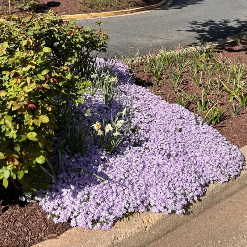 Moss Phlox Forms Color Along Low Borders