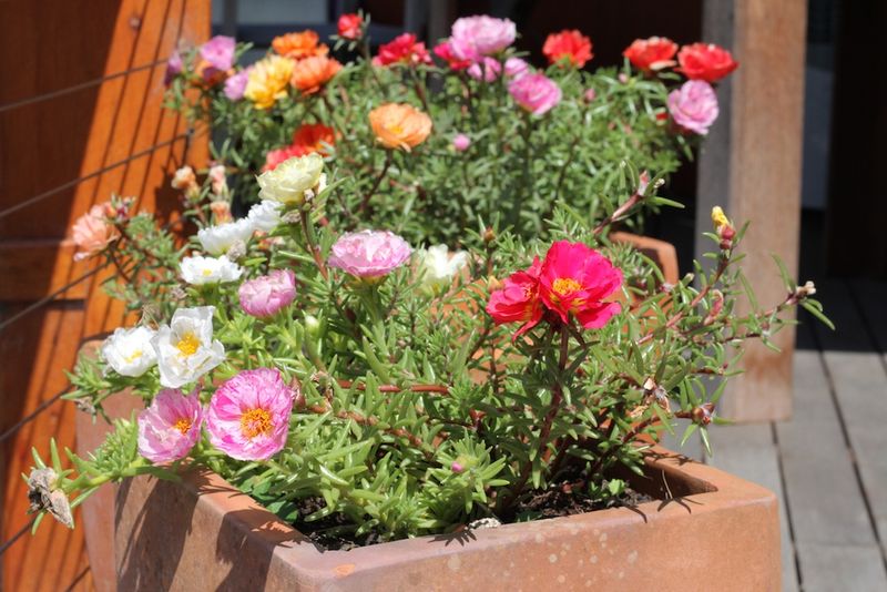 Moss Rose Moss Rose