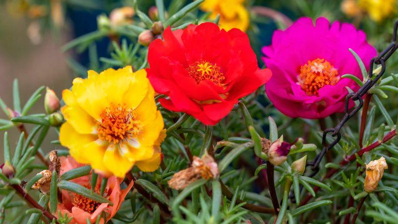 Moss Rose
