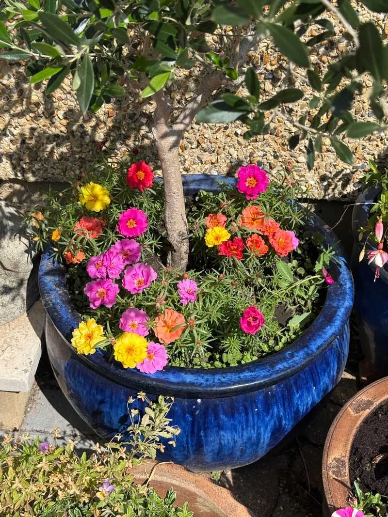Moss Rose Opens Best Once Full Sun Arrives