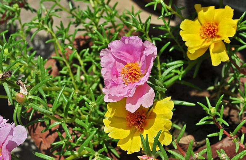 Moss Rose Spreads Color Across Hot Soil