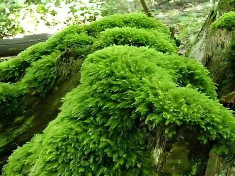 Moss Softens Shady Michigan Corners Naturally Moss Softens Shady Michigan Corners Naturally
