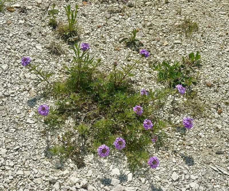 Moss Verbena Spreads Across Shallow Gravel Areas