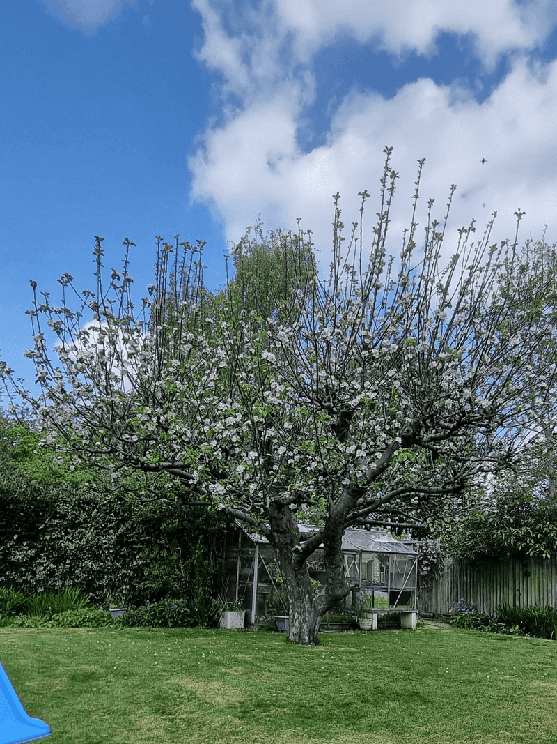 Most Apple And Pear Trees