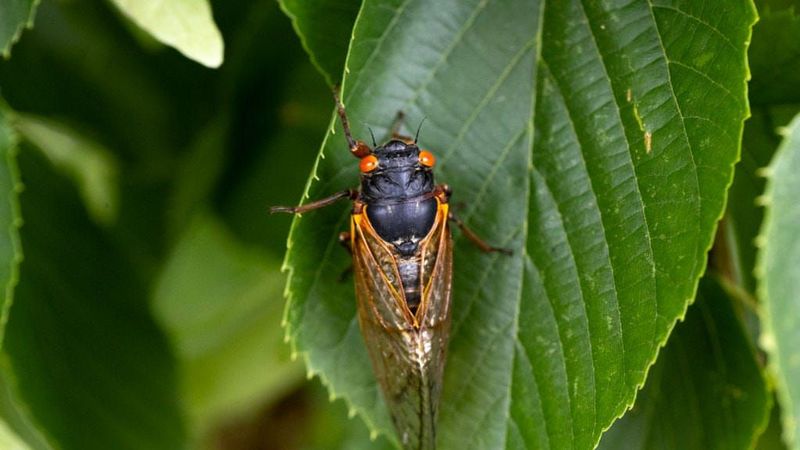 Most Established Plants Recover Without Major Problems