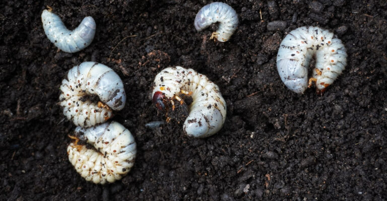 Most New Jersey Homeowners Mistake Grubs For Drought And Here’s Why