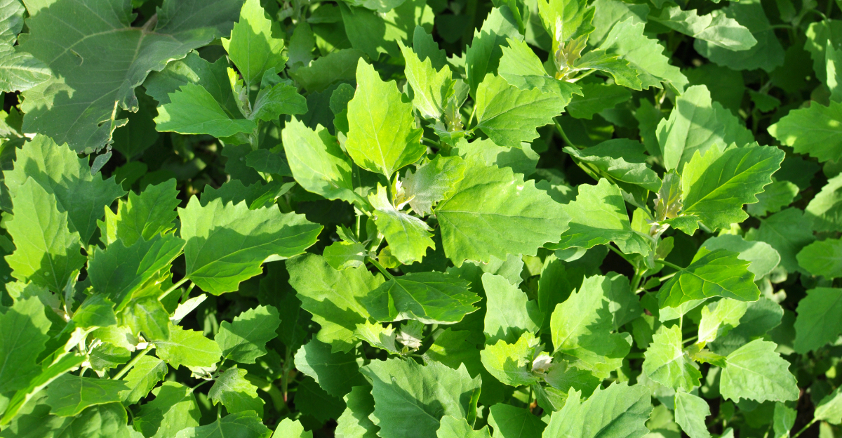 lamb's quarters