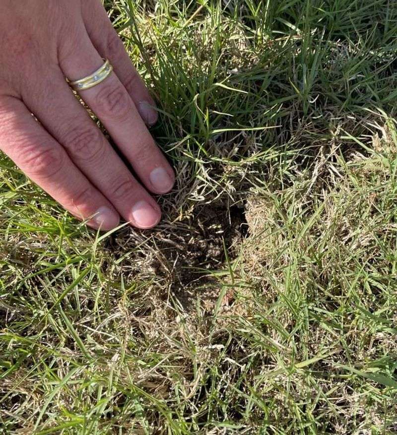 Most North Carolina Homeowners Mistake Mole Cricket Damage For Drought Stress Most North Carolina Homeowners Mistake Mole Cricket Damage For Drought Stress