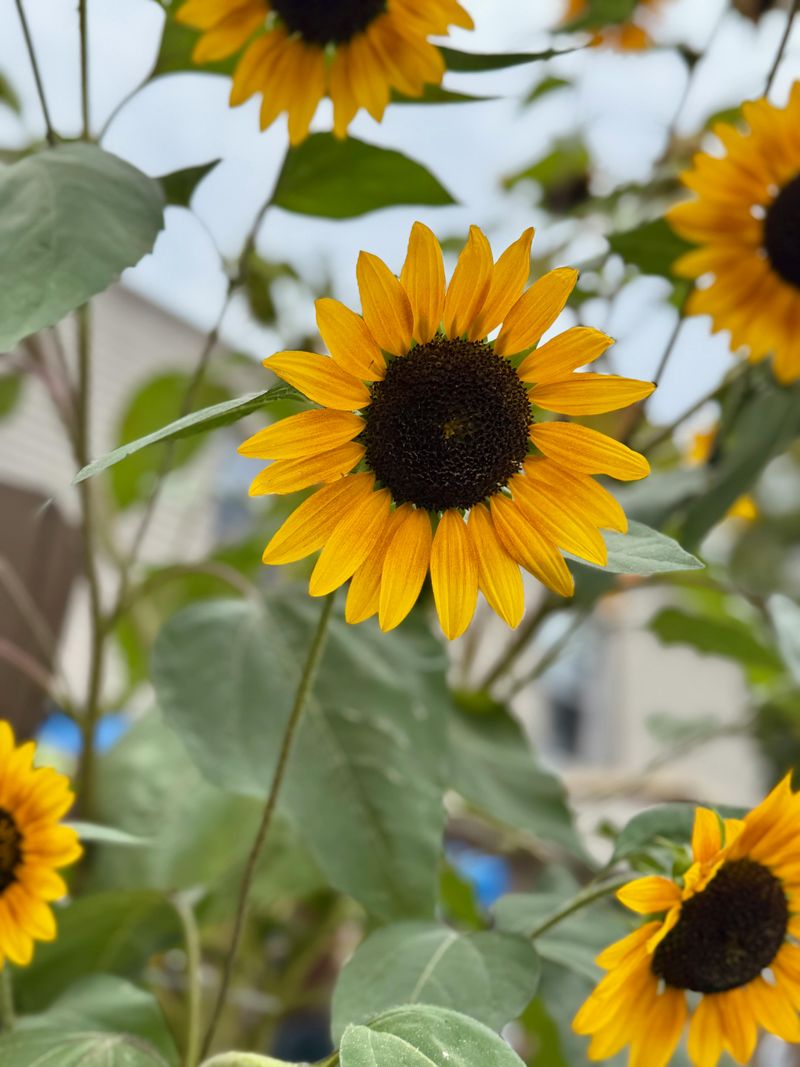Most Varieties Take 70 To 100 Days To Peak Bloom