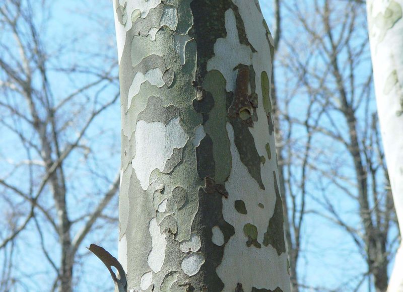 Mottled Bark Adds Year-Round Visual Interest