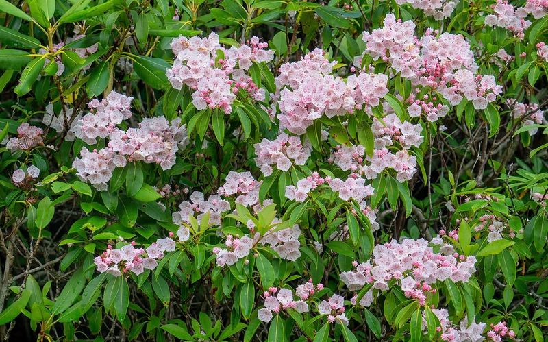 Mountain Laurel Adds Evergreen Structure