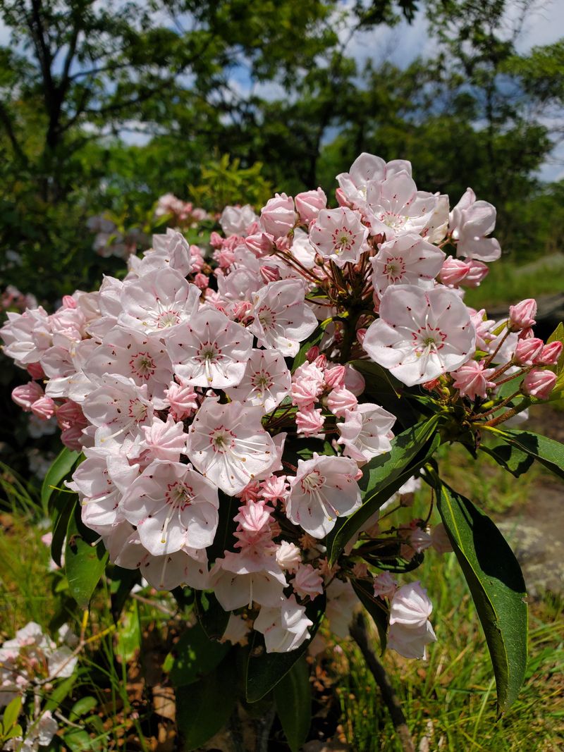 Mountain Laurel 