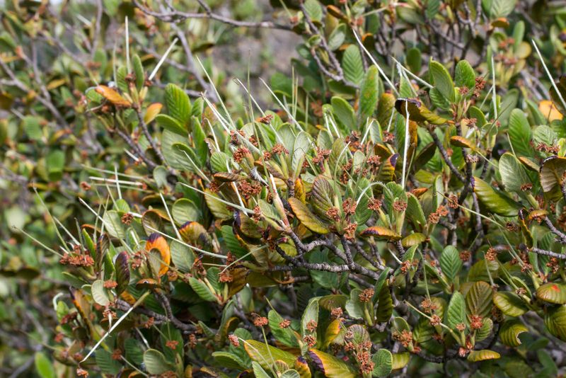 Mountain Mahogany Creates Privacy In Narrow Spaces