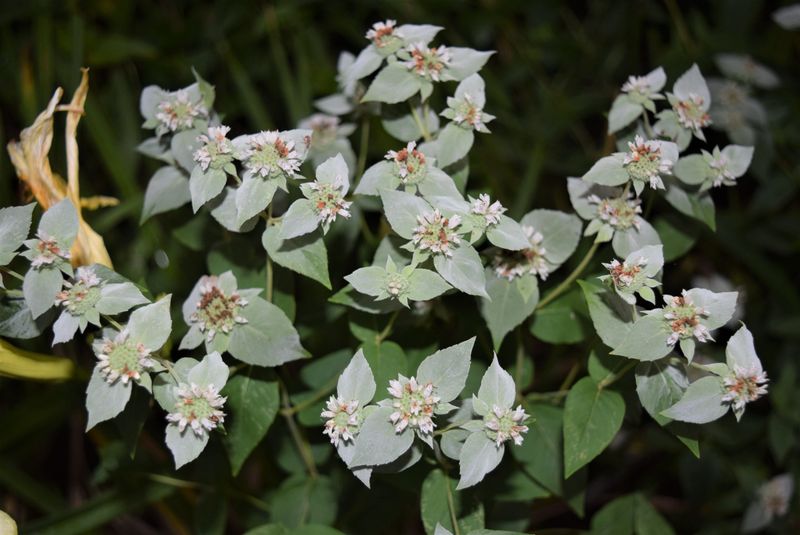 Mountain Mint Mountain Mint