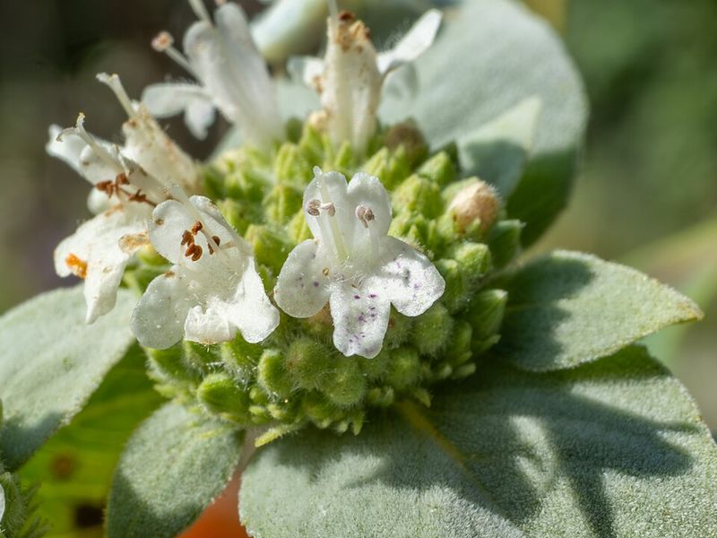 Mountain Mint Keeps Pollinators Coming For Weeks