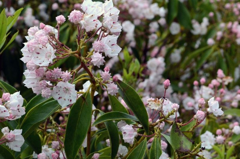 Mountain Laurel Offers More Than Spring Bloom